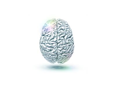 Brain