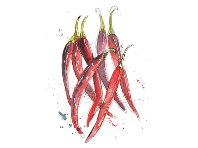 Red chillies chillies food illustration hand drawn illustration pen and ink watercolour