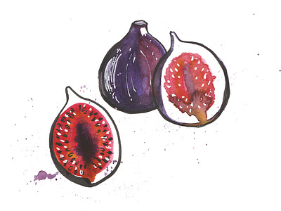 Figs figs food illustration hand drawn illustration pen and ink watercolour