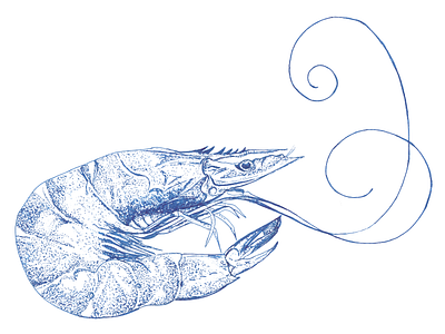 Prawn in pen and ink food illustration line art pen and ink prawn sea creatures seafood