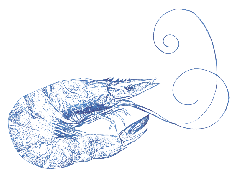 Prawn in pen and ink by WhittleDesignStudio on Dribbble