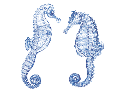 Seahorses line art pen and ink sea creatures seafood seahorse