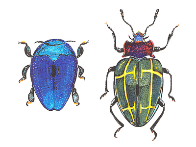 Beetles in watercolour markers beetles bugs drawing entomology illustration insects markers natural history