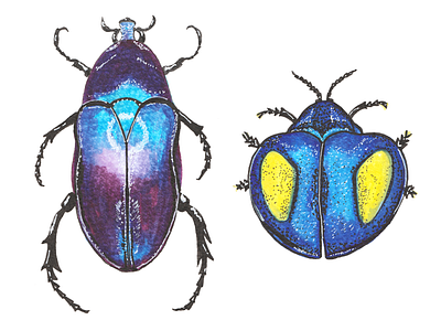 Beetles in watercolour markers beetles bugs drawing entomology illustration insects markers natural history