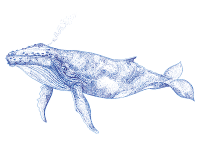 Humpback Whale drawing hand drawn illustration line art pen and ink sea life whales