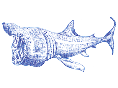 Basking Shark basking shark drawing hand drawn illustration line art pen and ink sealife