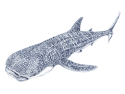 Whale Shark drawing hand drawn illustration pen and ink sealife stippling whale shark