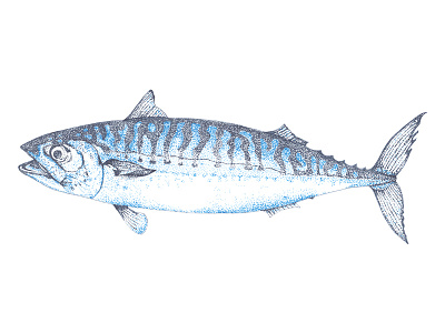 Mackerel drawing hand drawn illustration line art pen and ink sea life mackerel