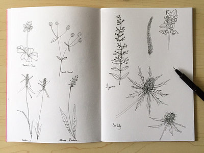 Wild Flowers drawing illustration nature pen plants sketchbook
