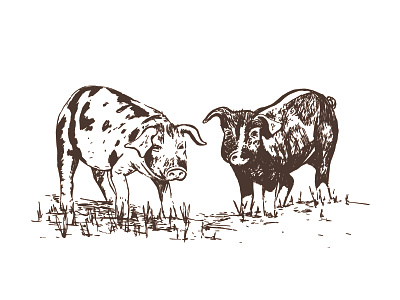 This Little Piggy branding farm animals hand drawn illustration line art packaging