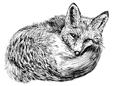 Sleepy Fox drawing hand drawn illustrations line art pen and ink wildlife