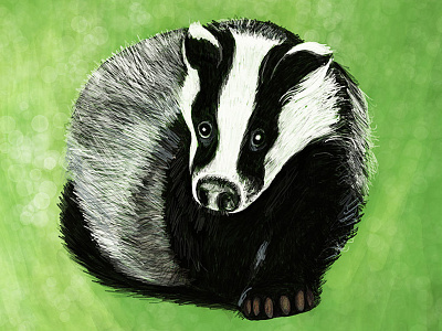 Badger apple pencil badger digital art digital painting drawing illustration ipadpro procreate wildlife