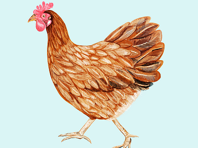 Taloula the Hen animals art artist chickens digital illustration digital painting farm animals hens illustration illustrator