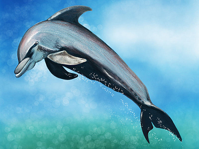 Dolphin apple pencil cornwall digital art digital painting dolphins illustration illustrator ipadpro procreate sea life wildlife