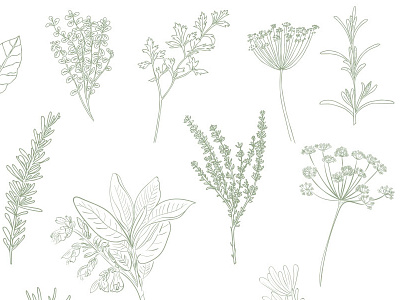 Herb Illustrations botanical illustrations branding floral illustrations hand drawn herbs restaurant branding