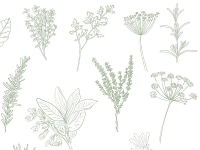 Herb Illustrations