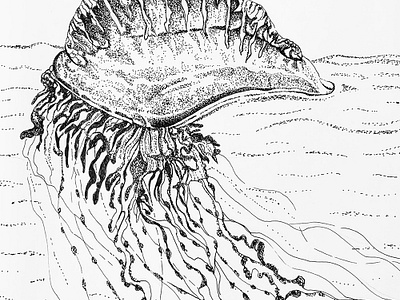 Inktober 2018 - Portuguese man o' war by WhittleDesignStudio on Dribbble