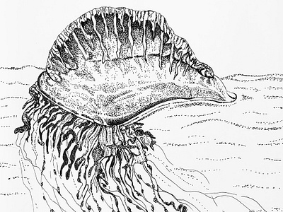 Inktober 2018 - Portuguese man o' war