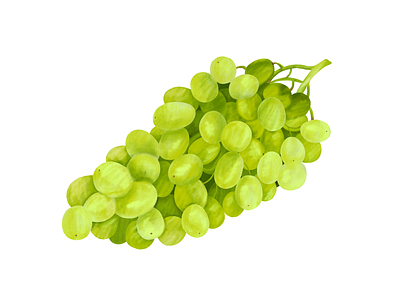 Green Grapes cook book editorial illustration food food drawing food illustration food illustrator fruit lifestyle