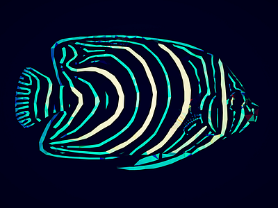 Pomacanthus Semicirculatus animal fish geometry triangles trianimal trianimalia