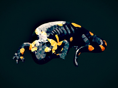 Salamandra salamandra