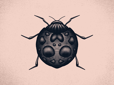 Ladybug brand illustration grit illustration insect ladybug merch old school sticker stippling texture tshirt vintage
