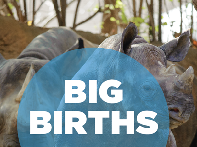 Big Births photography rhino transparent typography