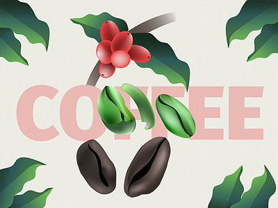 Coffee coffee coffee bean coffee plant design digital illustration illustrator practice stages of coffee