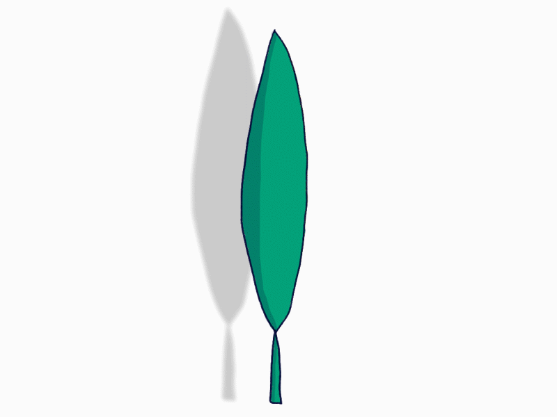 Cannabis Life Cycle classical animation weed marijuana cannabis cell animation cellanimation frame by frame illustration motion design motion 2d animation