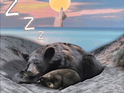 National Park Service: Mama Bear after effects animation baby bear bear collage cute cutout animation cutout design design mama bear monday motion design motion graphics sleepy