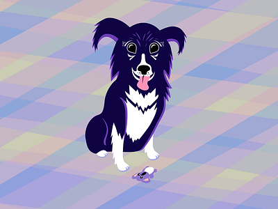 Roxy border collie character design cute design dog dog illustration illustration illustrator vector