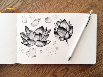 Lotus Study drawing floral flower linework lotus shading sketch