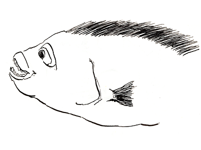 ··· drawing fish illustration ink