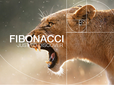 Fibonacci Campaign experiment fibonacci