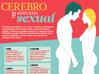 The brain and the sexual response. brain human illustration infographics sex vector