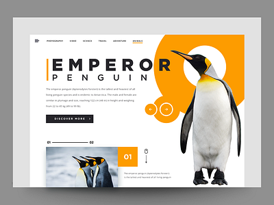 Update №20 Natural Palette inspiration bird design exploration header minimal penguin ui web