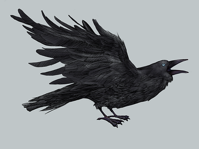 Pale Eyed Crow Sketch