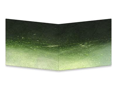 Marrow courgette gourd green macro marrow mightywallet photograph raw vegetable wallet zucchini