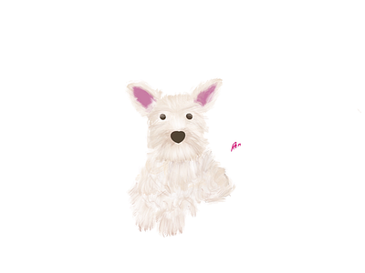 Carey schnauzer dog illustrations pet procreate schanuzer