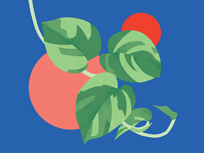 Pothos illustration illustration plant pothos texture