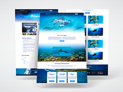 Website Dauphins brand branding dauphins design dolphin identity logo site web website