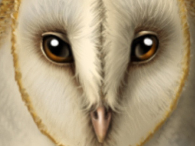 Barnowl barn owl digital paint endangered eyes feathers illustration nature owl photoshop realistic wildlife