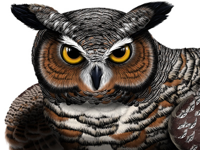 Great Horned Owl - photoshop digital paint beak bird of prey digital eyes feathers great horned owl hoot hunter illustration nighttime owl paint photoshop raptor scientific tablet wings