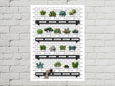 Crassulaceae cat crassulaceae graphics illustration illustrator plants poster succulent wall
