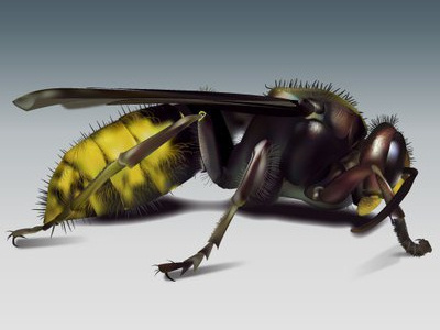 Japanese Hornet hornet illustrator vector