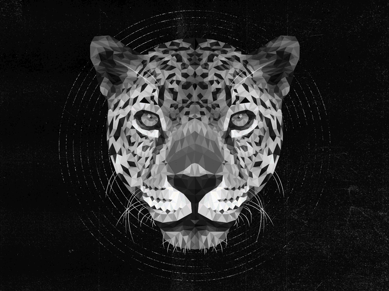 Jaguar Blood animal animation art illustration jaguar low poly motion design