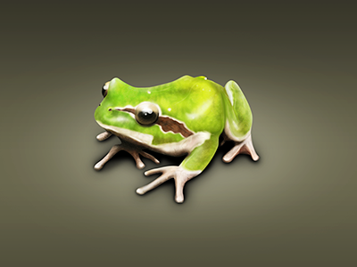 Frog frog illustration