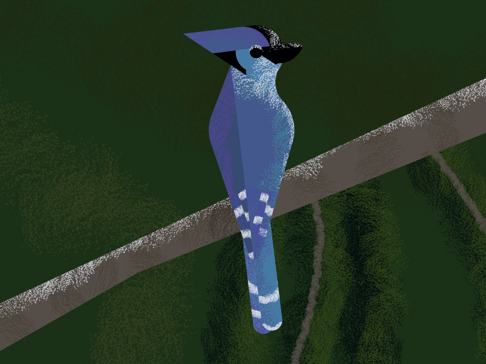 Bird by Кузнецова Ксения on Dribbble