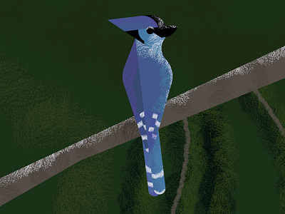 Bird bird illustrator vector