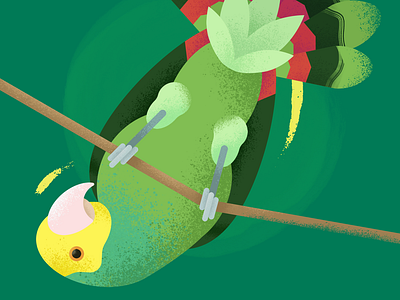 Double Yellow Headed Amazon Parrot Illustration